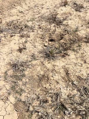 Another jackrabbit nest #fyp #cow #FarmLife 