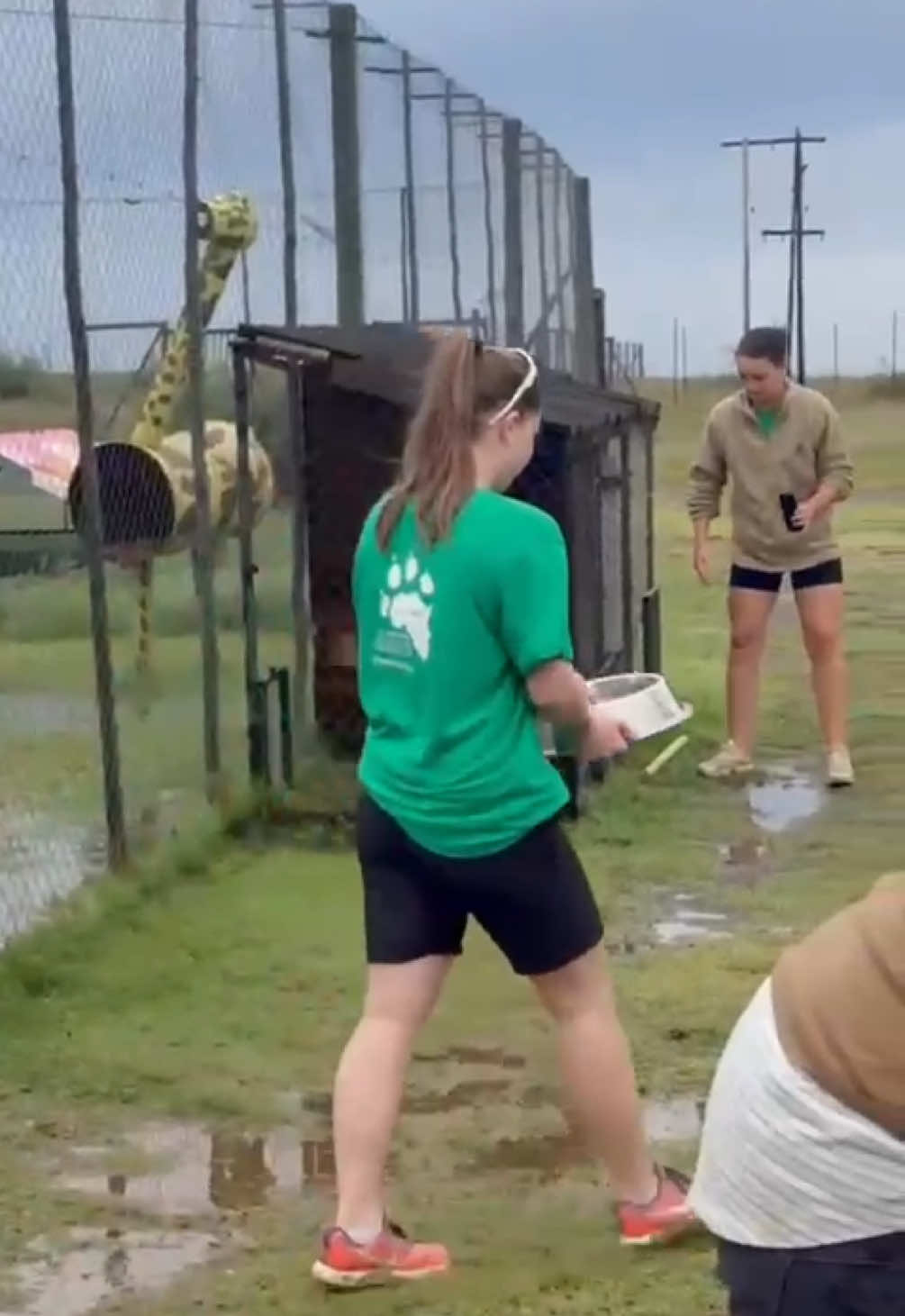Rise & Shine with Team Felidae! Every morning at Felidae starts with purpose—and a whole lot of chopping! Our dedicated volunteers kick off the day by preparing fresh fruit, veggies, and meat for our animals. From juicy watermelons and crunchy carrots to carefully portioned meat for our carnivores, every slice is packed with care and love. Once everything is ready, we head out on the best part of the morning: feeding rounds! Join us as we walk through the enclosures, delivering breakfast to each of our incredible rescues—some greet us with excited calls, others with sleepy eyes and wagging tails (or swishing tails in the case of our big cats!). It’s more than just feeding; it’s bonding time, observation, and the heart of what keeps Felidae thriving. Want to be part of the magic? Come volunteer and start your day the Felidae way. https://linktr.ee/felidae. #Felidae #Wildlife #VolunteerLife #Adventure #SouthAfrica #Travel🦁 