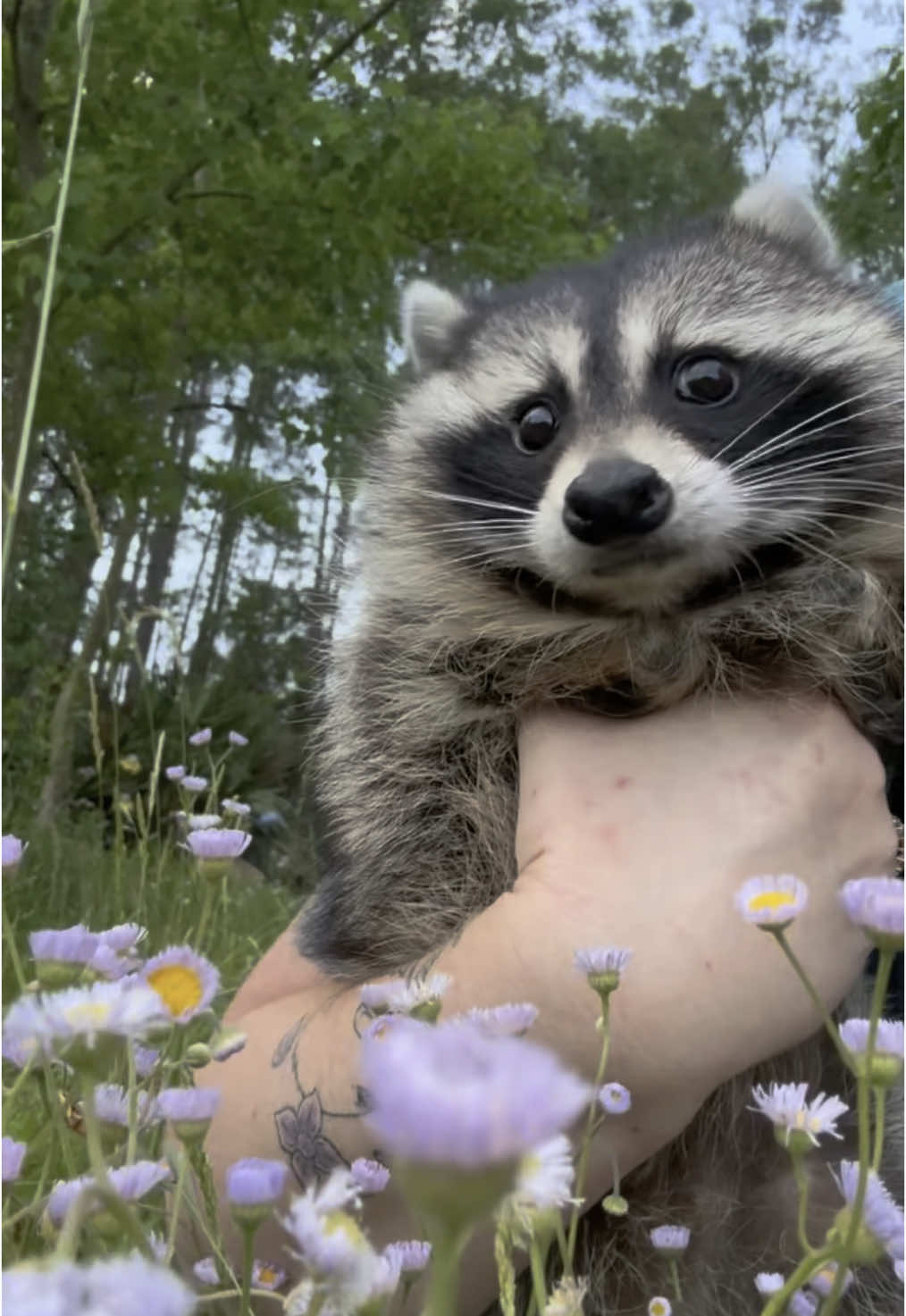 Nature: accepted ✅ *we are a legally licensed rescue for raccoons with disabilities 
