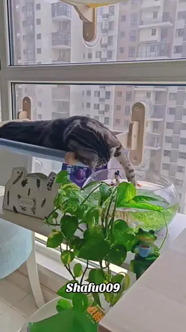 #粉丝一千万#pet#pets#cute#funny  #cat#funnycat#funnyvideos#viral #foryou#IoI#fyp#fypシ゚ 