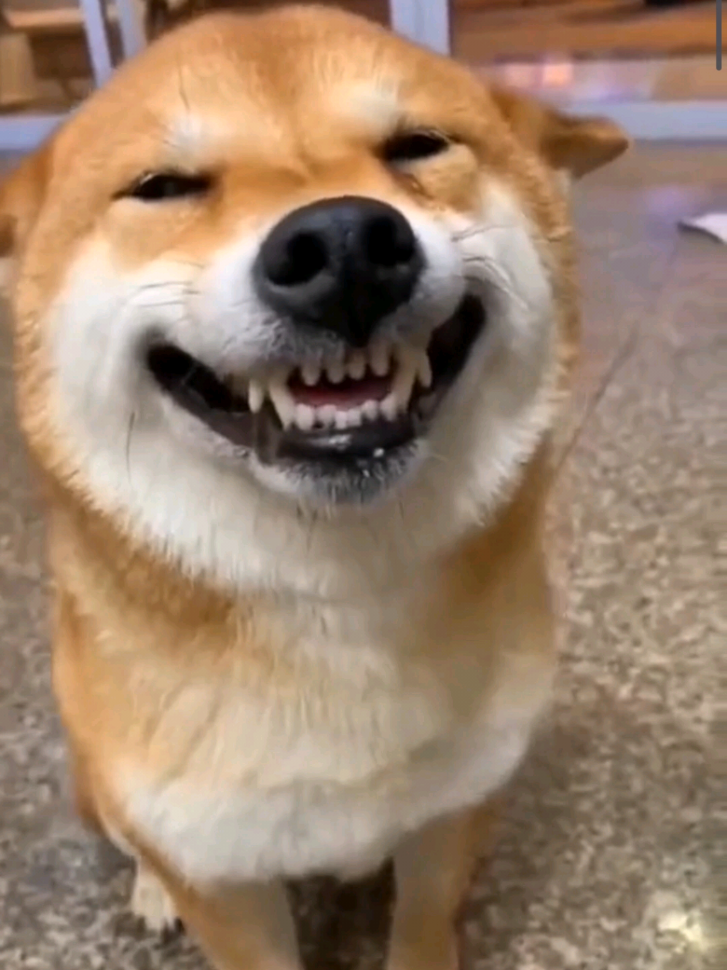 #fouryou #fyp #funny #funnyvideos😂 #funnytiktok #dogs #dog #dogsoftiktok #cat #cats #catsoftiktok #funnycat 