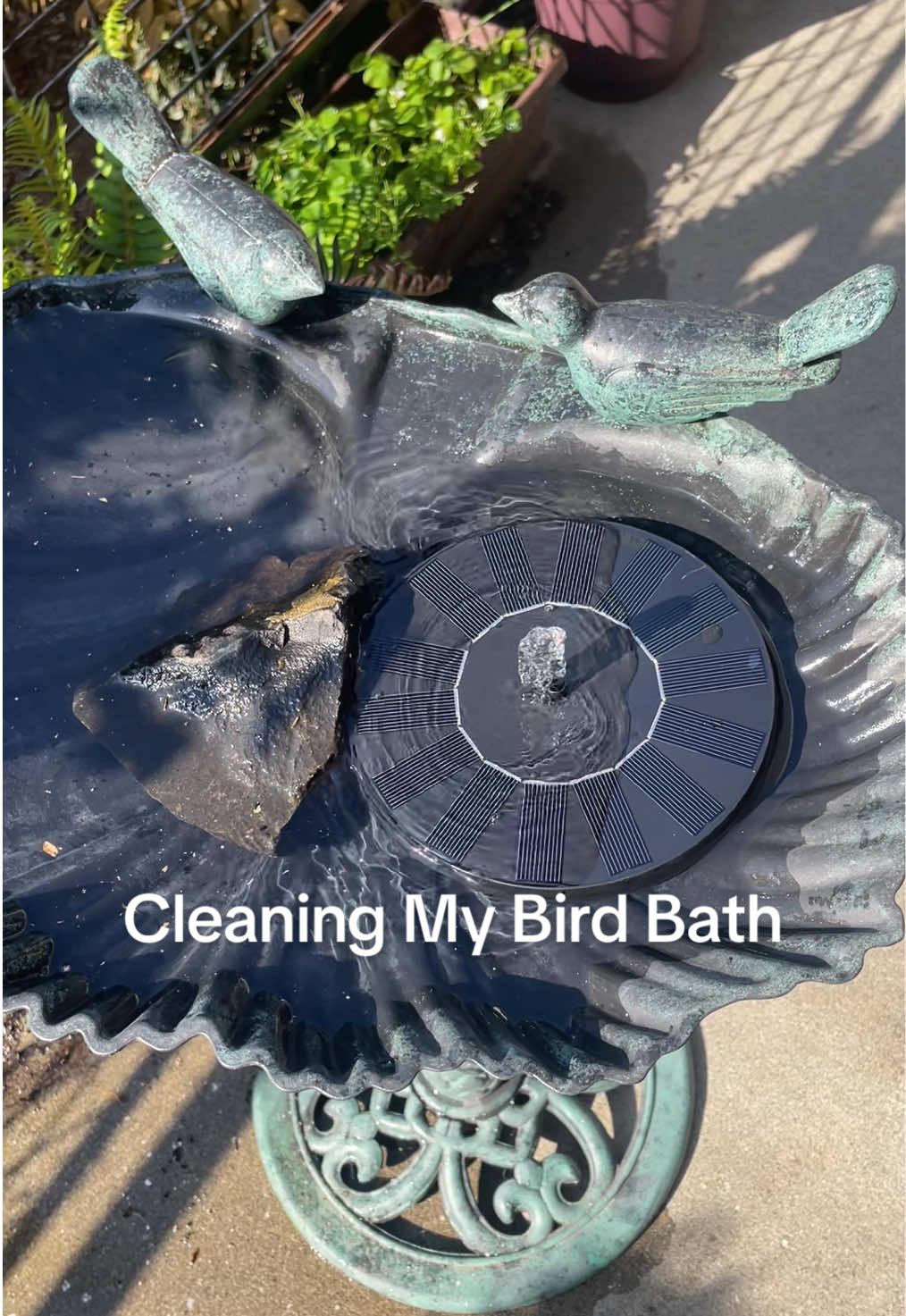 It’s that time of year! Any bird attracting tips would be appreciated 🦅🕊️🦆 #birdtok #birdbath #birds #springcleaning #fyp 