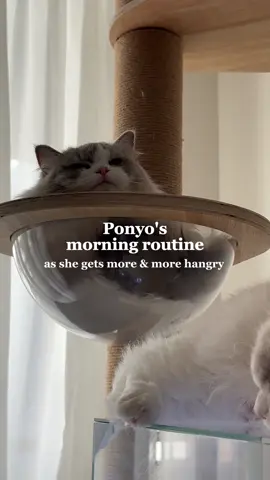 The princess is getting hungry! Late breakfast is never acceptable. Who wants me to film Luna's morning routine? 🤭 #catasmr #asmr #whatifeedmycats #feedingmycats #catmom #catlife #girlcats #catfood #catnutrition #catfood #catfoodtips #catstagram #catlovers #cathealth #catwellness #catfoodgram #asmrcats #cattherapy #catdiet #catcare #catfoodie #catmeals #catmenu #catfoodinspo #catfoodjourney