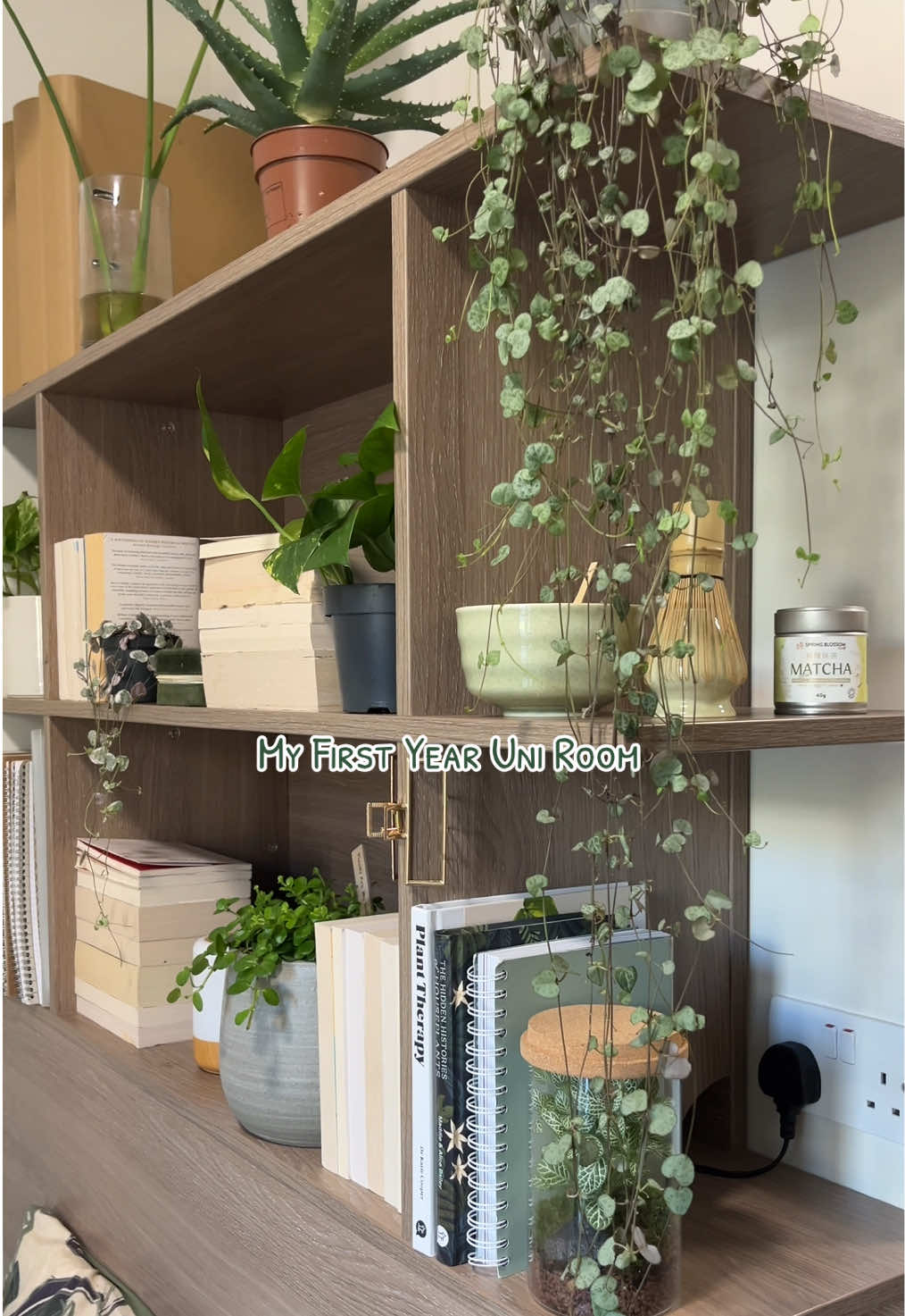 I love it sm 🌱🌿 #uniroom #uniroomtransformation #uniroomtour #universitylife #aesthetic #RoomTour #roomaesthetic #plants #plantmum #unihalls 