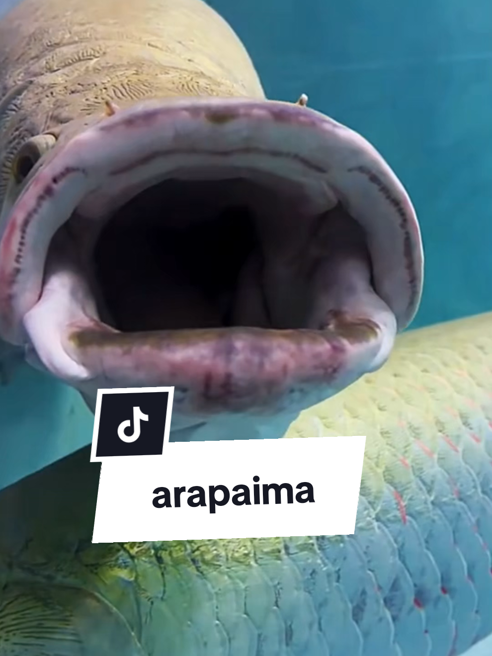 #pirarucu #arapaima #peixe 
