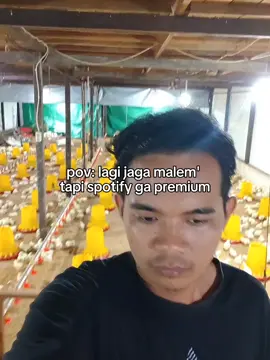 Spotify anj....😭😭 #beranda #ternakayam #ayamboiler #ayampotongindonesia #peternakmuda #malamjumaat #kandangayam #hororstory 