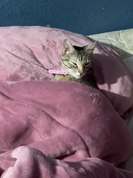 #gatostiktok 