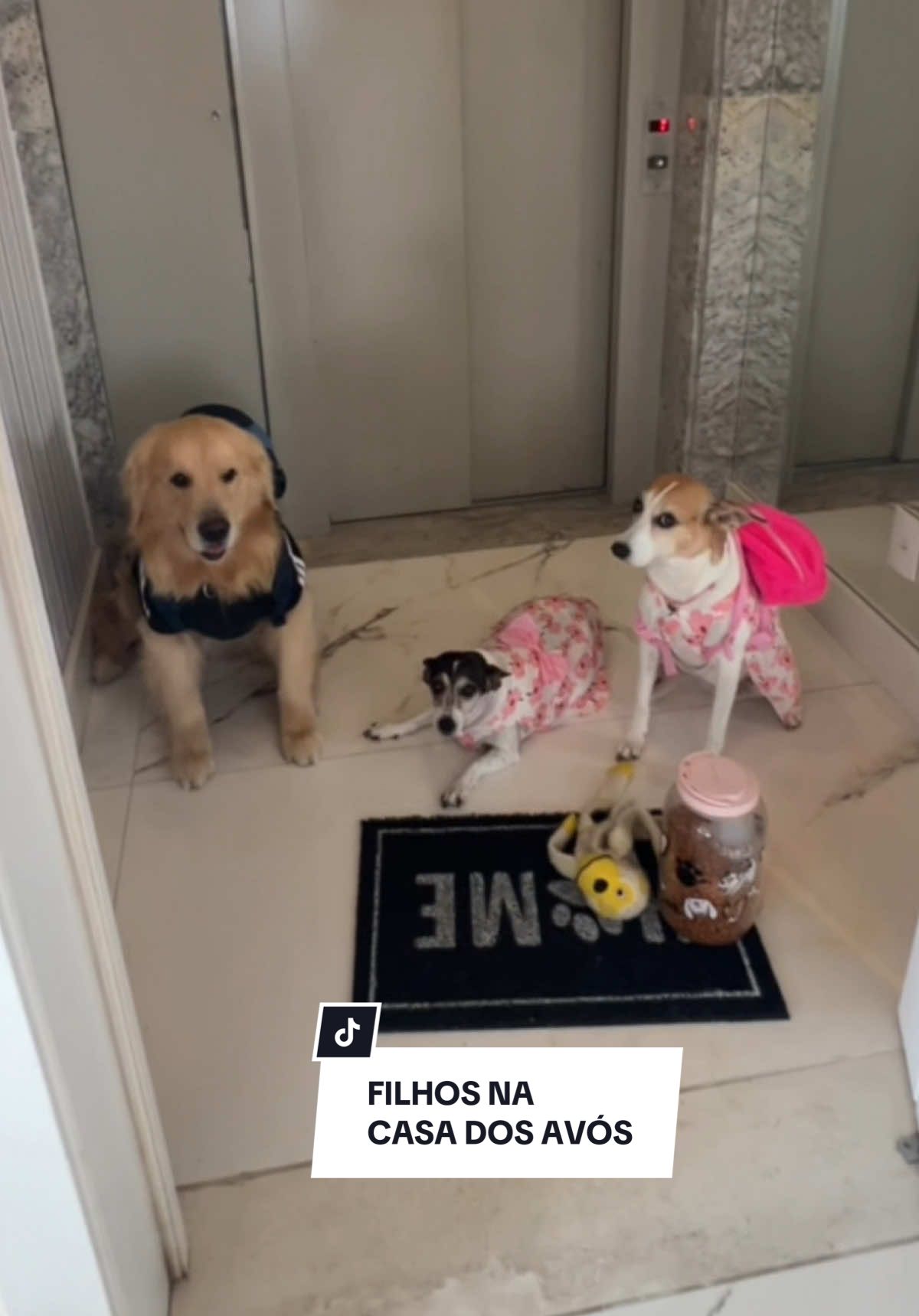 Por enquanto só esses netos mesmo 😂 #adote #viralatas 