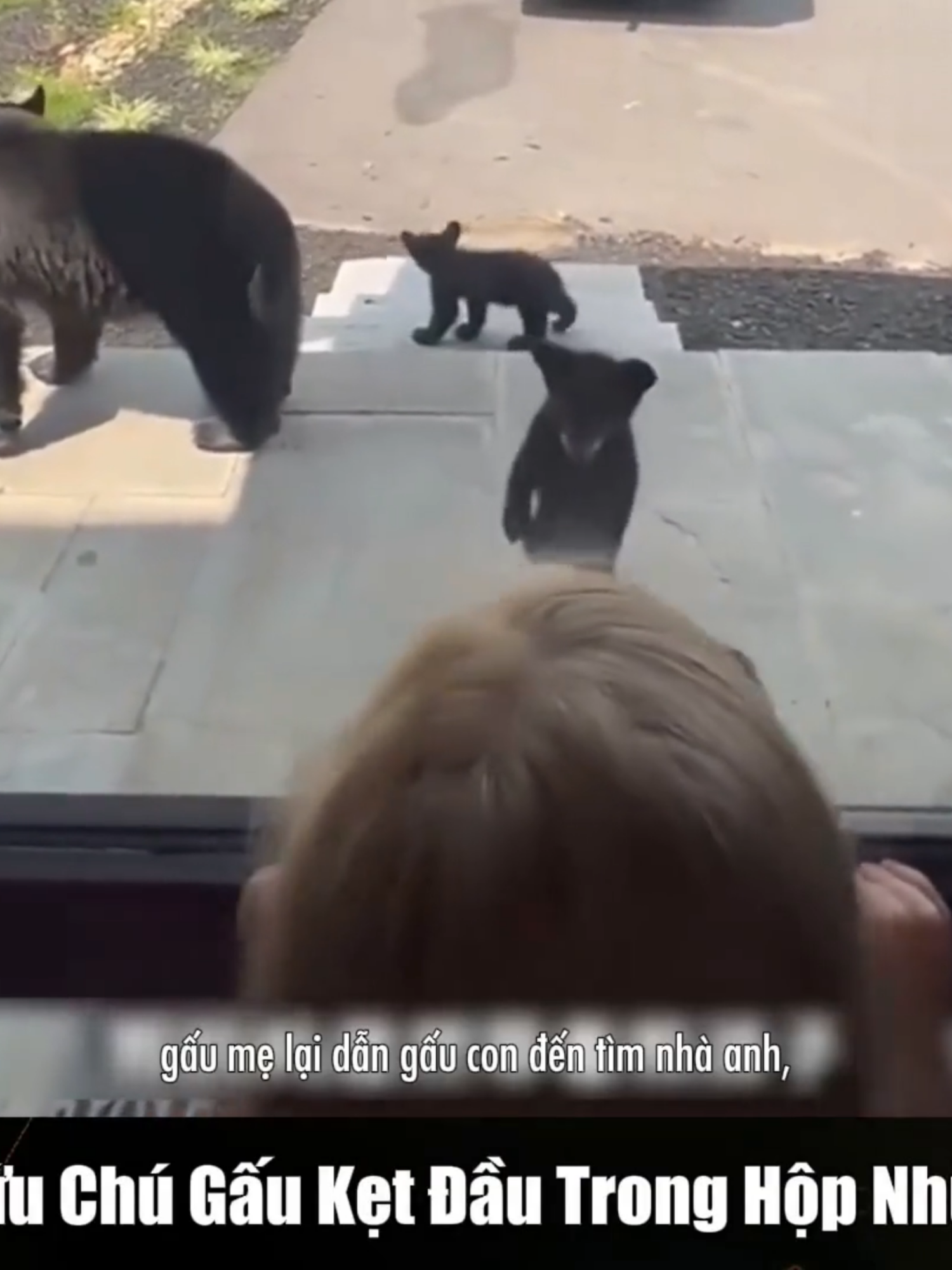 Người đàn ông tốt bụng giải cứu gấu con #xuhuong #viral #viralvideo #yeudongvat