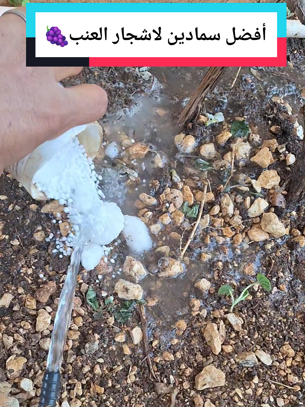 أفضل سمادين لزيادة النمو الخضري اشجار العنب في هاذة الوقت ممكن تستعملو لزيادة النمو #عالم الزراعة مصطفى  طريقة زراعة الشمام تسميد الشمام زراعة البطيخ الأصفر طريقت تسميد الخيار السمدة للخيار  طريقة صمد الخيار زريعه الخيار درجا ازي اسمد الخيار طريقة تسميد البيذنجان طريقة تسميد الفلفل طريقة تسميد البندوره طريقة زراعة امراض البندوره امراض الخيار امراض البيذنجان امراض الفلفل أسباب تصاقط ازهار #عالم الزراعة #الزراعة السهلا #اسرار الزراعة #الزراعة_البندورة #زراعة الخيار #طريقة زراعة البندوره #طريقة زراعة الخيار #طريقة زراعة الفلفل #طريقة زراعة البيذنجان #الزراعة المنزلية #زراعة الشمام #طريقة زراعة الشمام #زراعة البطيخ الأصفر 