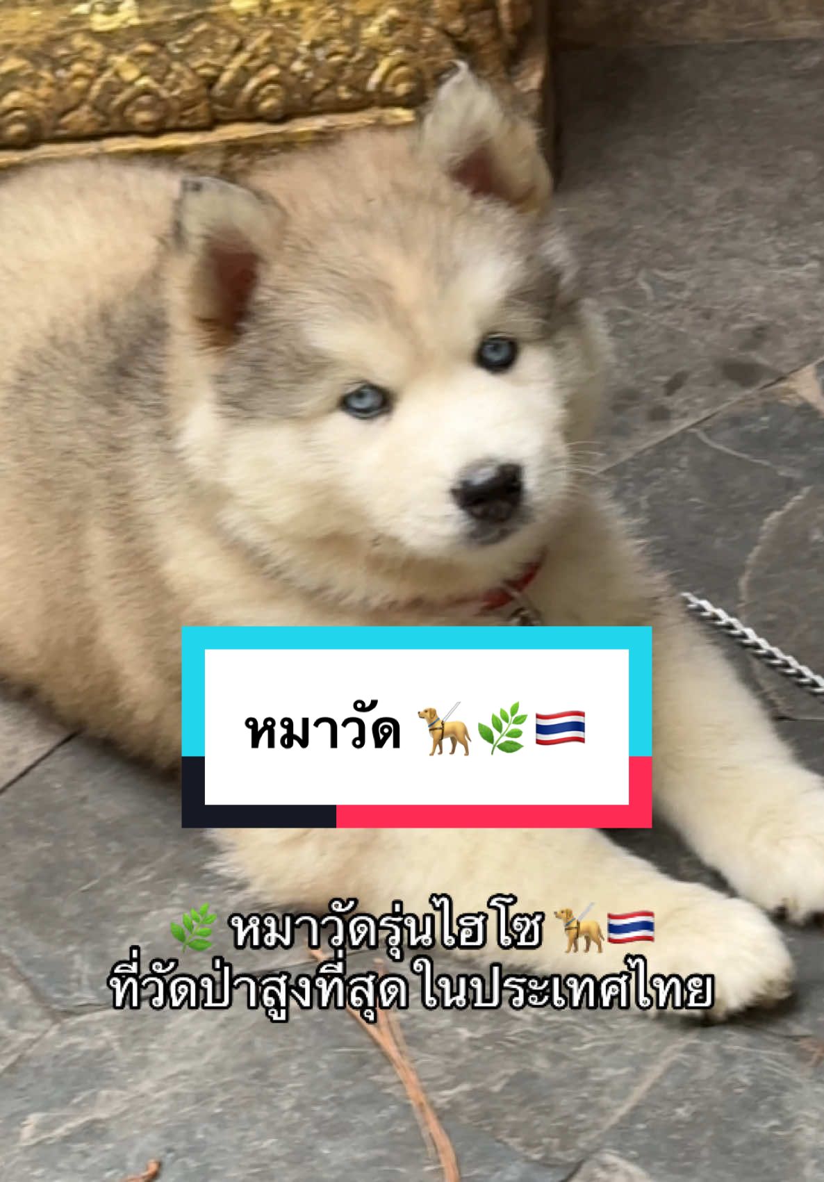 น้องหมาวัดป่าที่สูงที่สุดในประเทศไทย 🦮🇹🇭 #ดรีมไดอะรี่ #วัดป่าภูทับเบิก #วัดสวย #ภูทับเบิก #เพชรบูรณ์ #หมาวัด 