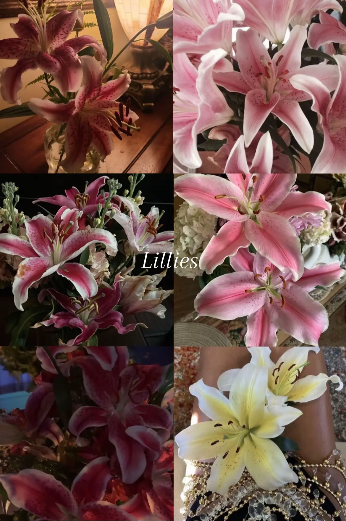 #flowers #lillies #peonies #roses #hibuscus #tulips #dahlias #fyp #foryou #flowerbouquet #bouquet #pretty #ViralPost #viral #ForYouPage #Dream 