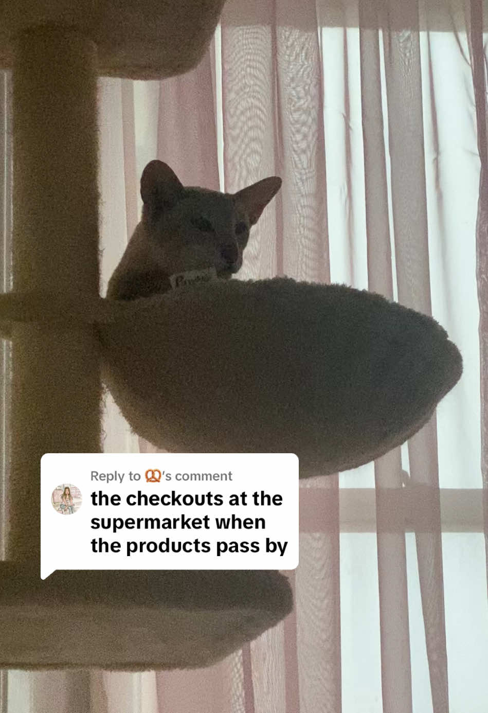 Replying to @🥨 #siamese #orientalshorthair #orientalcat #siamesecat #cattok #funnycats #catreels #catmeme #catmemes #fyp #fyppp #viral 