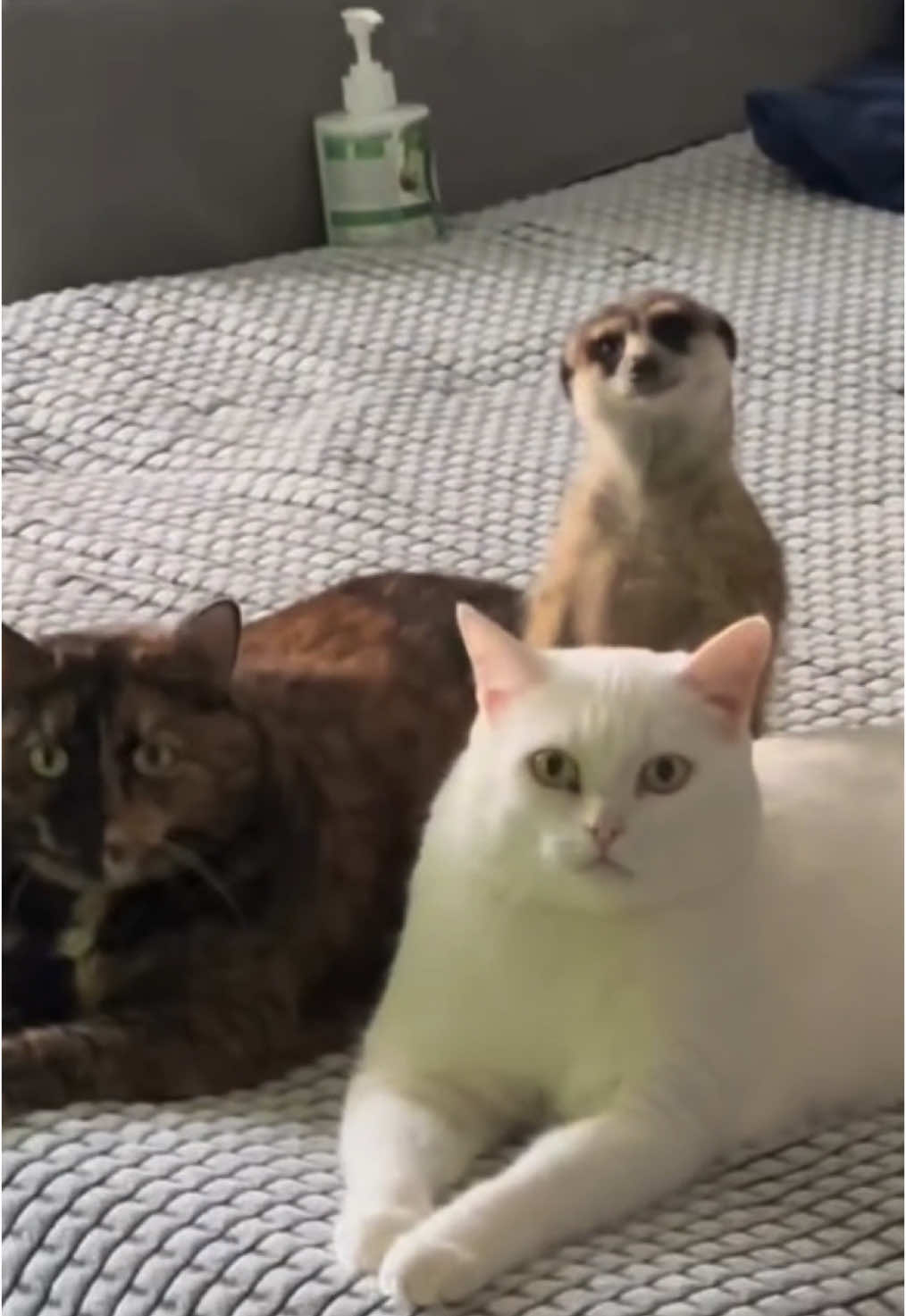 #funnyvideos😂 