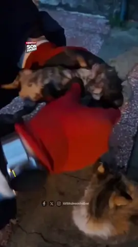 kirikkale akşam saatlerinde etkili olan Yağmur sonrası bir yavru kedi suya düşerek boğma tehlikesi geçirdi anne kedi yavrusunun ağzını taşıyarak yavrusunu itfaiyelerin yanına getirdi #kedi #kirikkale #kesffetteyiz 