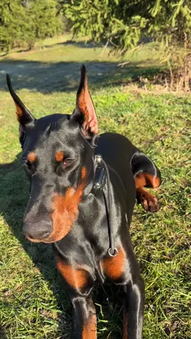 #doberman#dobermanpinscher 