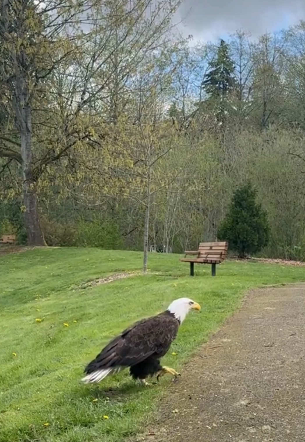 Another successful Bald eagle release! 🦅👏 This female Bald eagle has been in our care since February and was just released back to the wild! She arrived at PAWS severely anemic, needed a blood transfusion, had a fractured upper beak, and a small wound on her foot. Huge thanks to our dedicated wildlife team for getting this incredible bird flying free again! 🌲🦅  For more wildlife content and animal updates, give @paws.org a follow! ✅ 