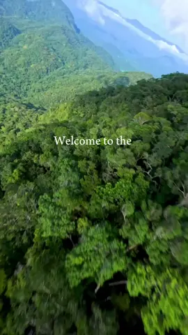 Bem vindo a amazônia, o coração do mundo💚 #amazonia #fy #parati #mata #rio #onça #arara 