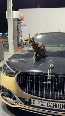 Cappuccino kitty #bengalcat #leopardcat #snowbengal #bengalkitten #fyppp 