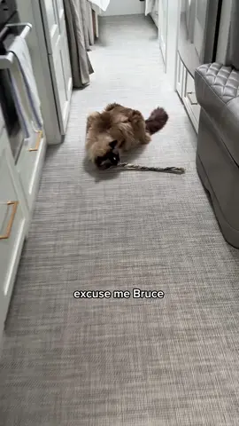 My cat is a thief 