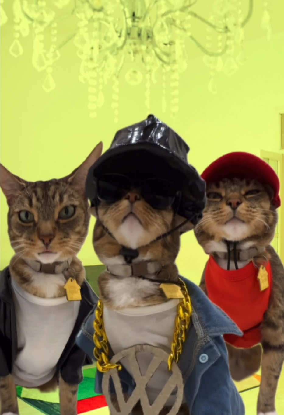 Who’s ready to pawty?  Cats at 3am 😹 who’s with me? 😻🎉🐾🐾🐾  #beastieboys #80smusic #pawty #cat #singingcat 