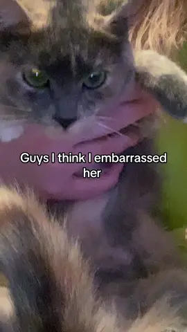 My poor soup #fypage #fyp #catsoftiktok #cat 