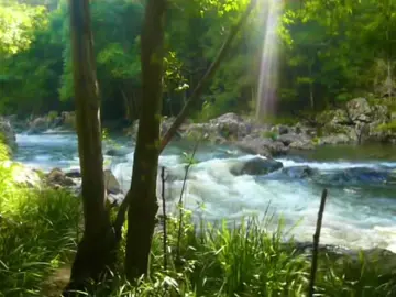 #digicam #digitalcamera #oldcamera #nostalgia #early2000s #memories #videodiary #dream #pointandshoot #nature #trees #childhood #creek #river 