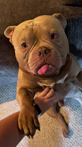 American bully #americanbully #cachorrosengraçados #cachorrosdotiktok 