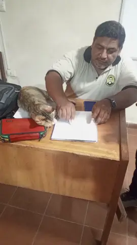 el asistente del profesor #paratiiiiiiiiiiiiiiiiiiiiiiiiiiiiiii #gatos#camba #viral
