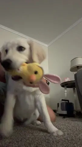 This dog is impossible😂