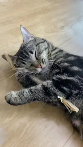Silvervine stick is good for your cats dental health. Check the product link for more info 😊 #fyp  #cattoys #SilvervineSticks#catchewstick #catsoftiktok #catproducts #catsoftiktok #catchewtoy #catmom #cattoys #trending #viral #productreview #tiktokmademebuyit #contentcreator #ugccreator