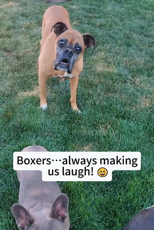 I think Boxers are the best 🤣🐶💕#foryou #funny #foryoupage #fypシ゚viral #pet #funnyanimals #funnyvideo #dog #cat #tiktok 