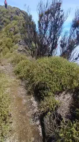 #Timsargabungan  #gunungmerbabuviatimboa 