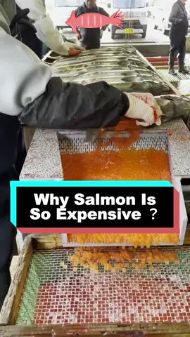 #fyp #tiktok #foryoupage #LearnOnTikTok #bestvideo 