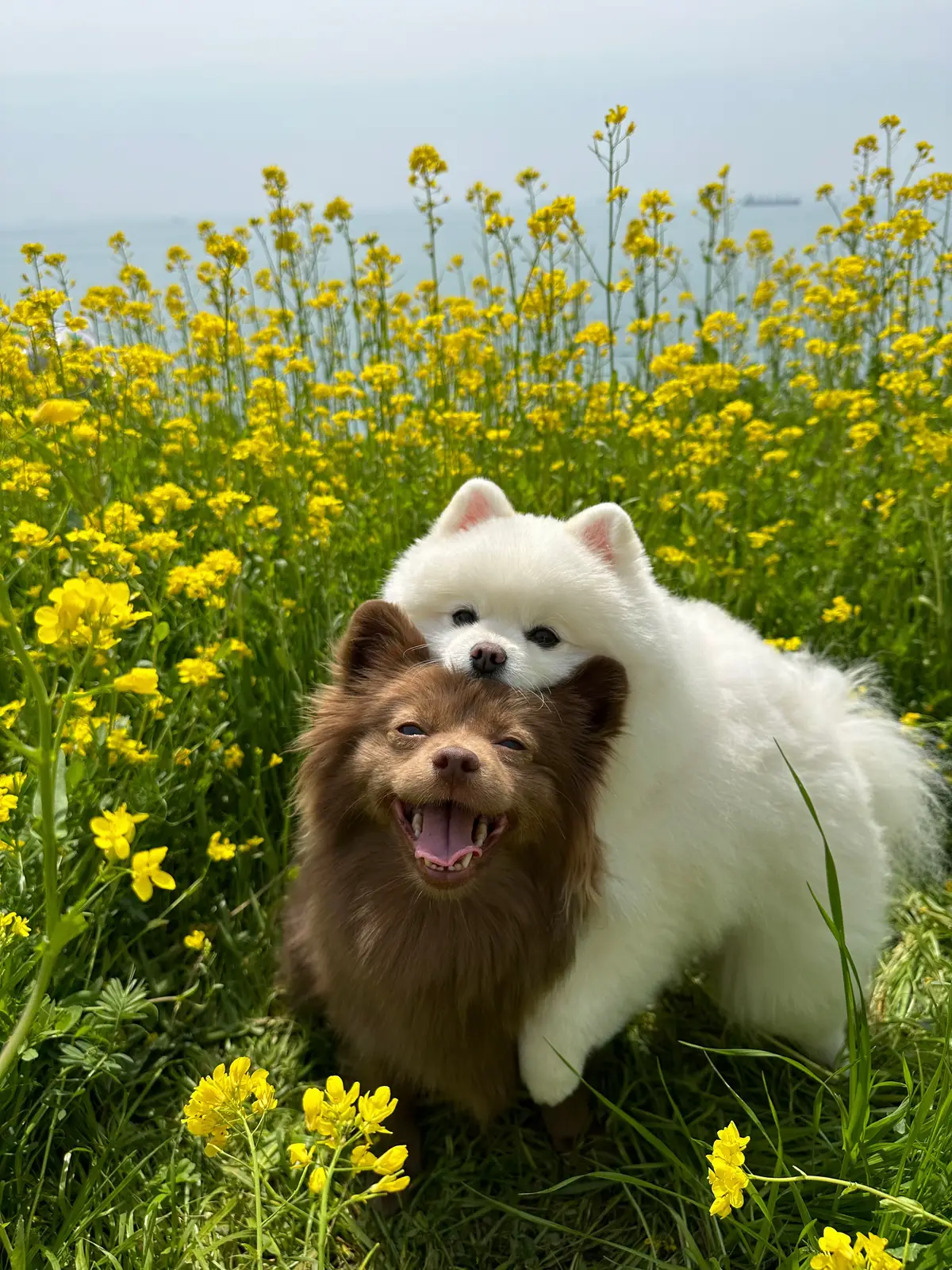 @br0wnbam 💗#spring#fluffy#cutdog#hongsnow#pomeranian 