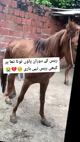 #😭😭😭 #sad #foryou #horselovers 