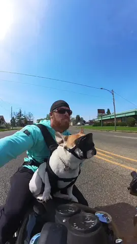 Dude is a vibe 😎 #carwash #dogsoftiktok #harleydavidson #frenchbulldog #insta360 #illinois 