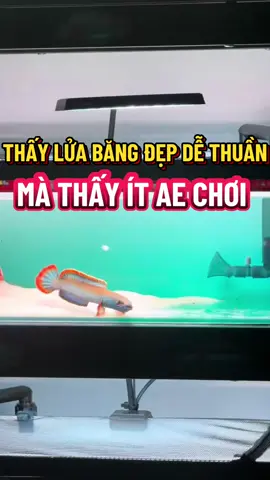 Lửa băng cũng đẹp mà#huylocnhoc #huytapnuoilocnhoc #tieuhoangde #andrao #loccanh #luabang