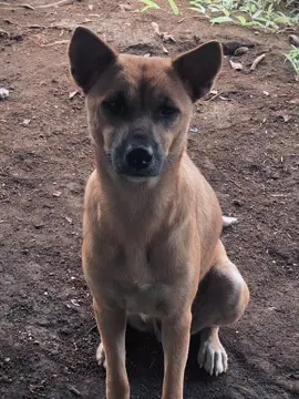 muda berkelena sejauh jauh nyaa