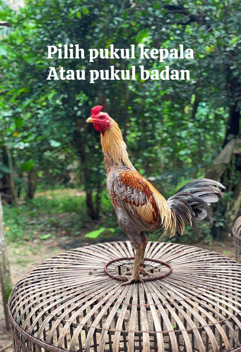 Menurut senior gimana ? #ayambangkokimport #pama #yokere #thailand #pamaiq #pamalongrun #ayambangkokjawatimur #mangon #ayammangon #ayammangonsuper #ayammangonyokerre 