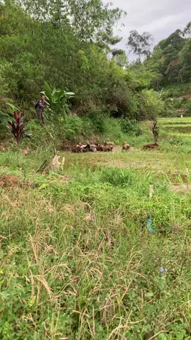 main lumpur basosoh 🐗🐕🐕#sumseltiktok #anjingviral #porbiindonesia #porbi_sumbar#porbimarenten  #porbi50kota #porbipagaralam #fyp #sorotan #CapCut 