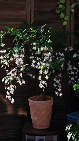 Hoa dạ ngọc minh châu🌸 nghe tên là thấy giàu sang phú quý rồi😉 bởi vậy nên trong phong thuỷ hoa cũng là biểu tượng của sự tài lộc hanh thông, tăng vượng chiêu tài cho gia chủ. Bấm vào giỏ hàng của mình nếu bạn quan tâm nhé❤️ #hoadep #hoacaycanh #hoasanvuondep #hoadangocminhchau 