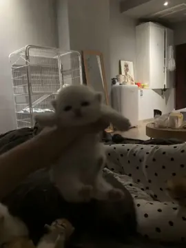 Let's dance.#kitten #cats #cute #pets 