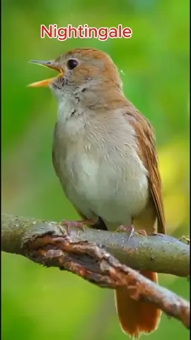 Nature’s Melody: Soothing Bird Sounds for Your Soul  #BirdSounds #NatureSounds #SoothingBirds #RelaxingNature #BirdLovers #MelodiousBird #BeautifulBirds #MorningVibes #BirdChirping #PeacefulNature #Birdwatching 