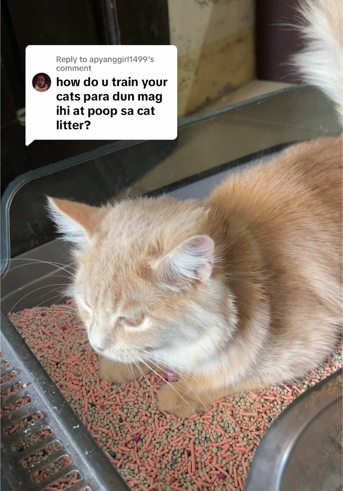 Replying to @apyanggirl1499 try nyo po yung ginagawa ko before kay dior patouch mo lang everyday yung litter sand til matutunan na nila kung san magpoop naamoy po nila yan☺️ #cats #persiancat #tiktokcats #catsoftiktok #catslovers 