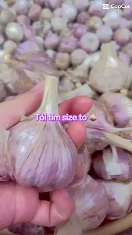 Tỏi chọn size to ❤️các chị em k cần lo bóc mỏi tay nữa ạ 🥰#hànhtoi #hanhtoi34 #hànhtoita #đặcsản #xuhuongtiktok 