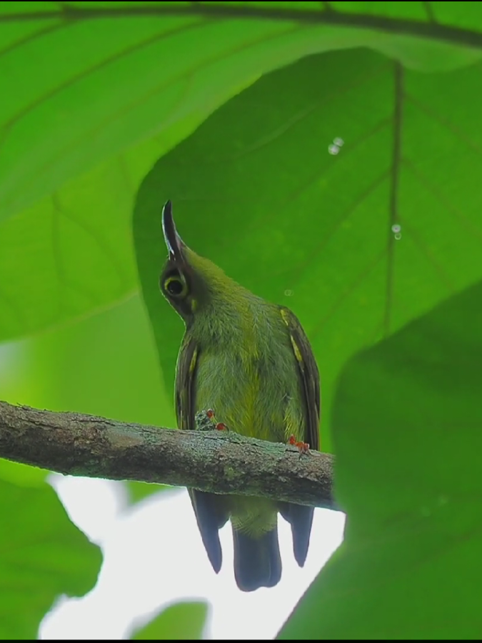 Pijantung Tasmak ➡️ Spectacled Spiderhunter #burung #bird #kicau #kicaumania #foryou #foryoupage #fyp 