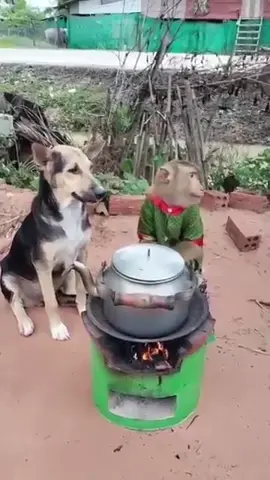 funny dog and monkey 🐒 #funnypets #fyb #funnyvideos 