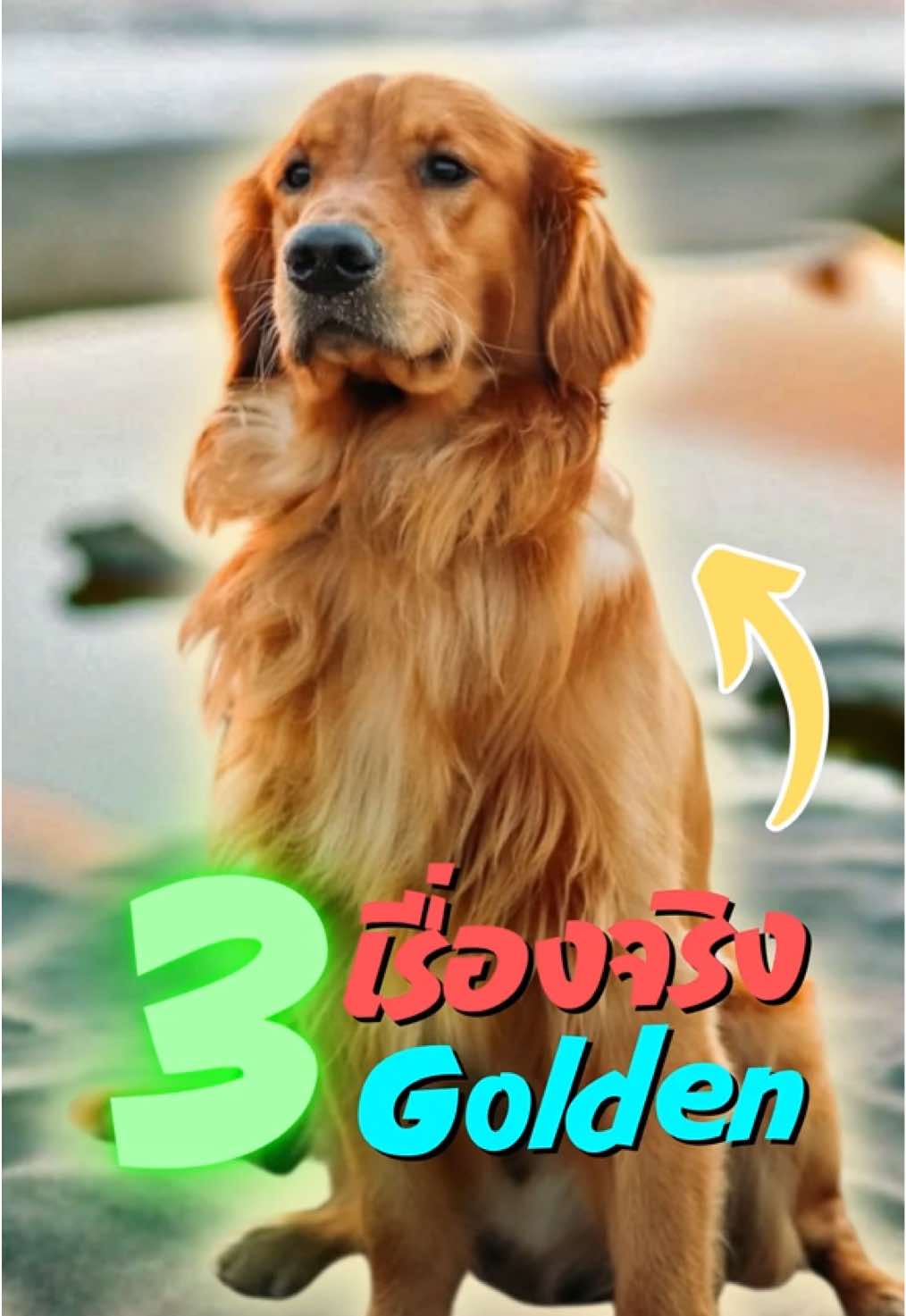 3 เรื่องจริงโกลเดน #เล่าเรื่อง #ความรู้ #goldenretriever #หมา 