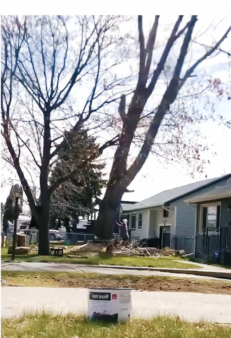 Cut down the big tree by the house #satisfying #fyp #giant #oddlysatisfying #teework #asmr 